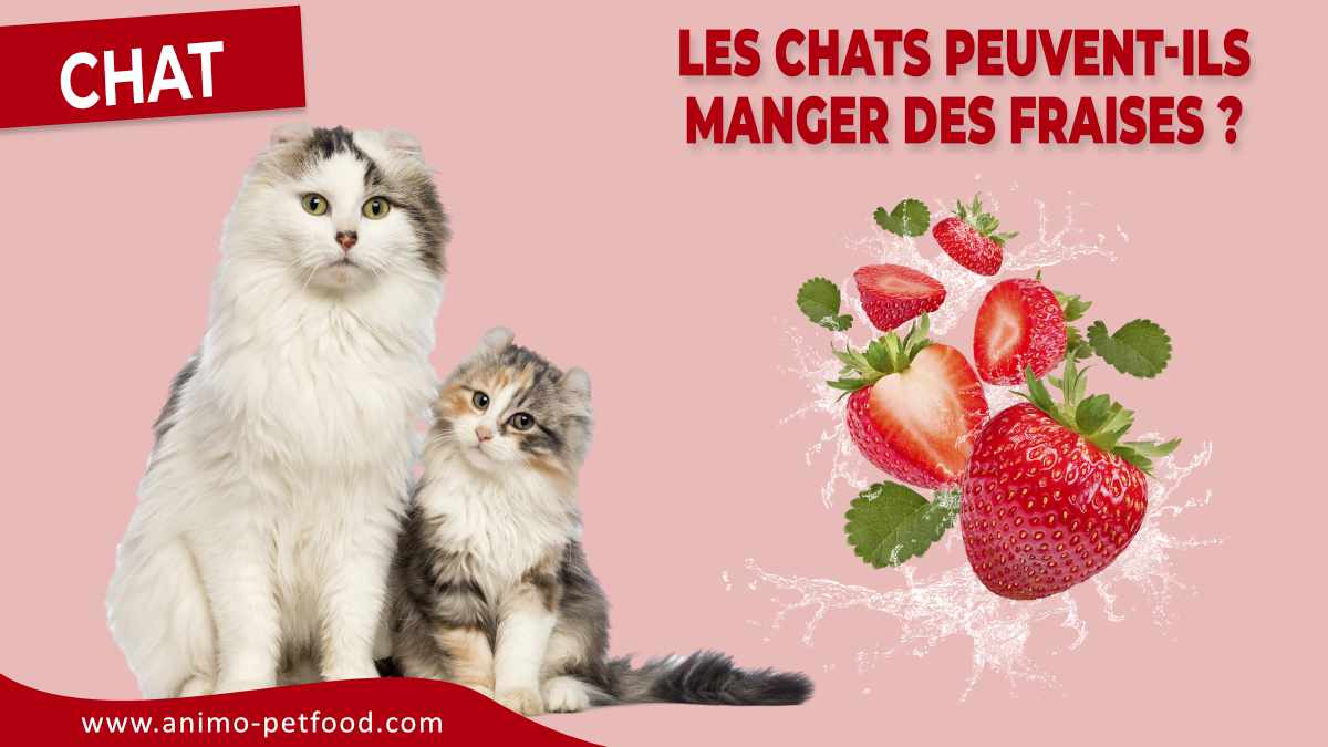 les-chats-peuvent-ils-manger-des-fraises